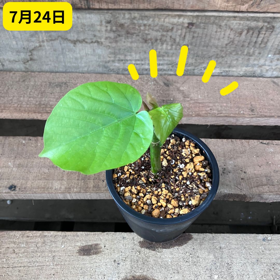 7月24日撮影。黒いポットに植え付けられたウンベラータの挿し穂。黄色い放射状のマークが描かれており、植え替え後2日でしっかり立ち上がり、新芽も見えている