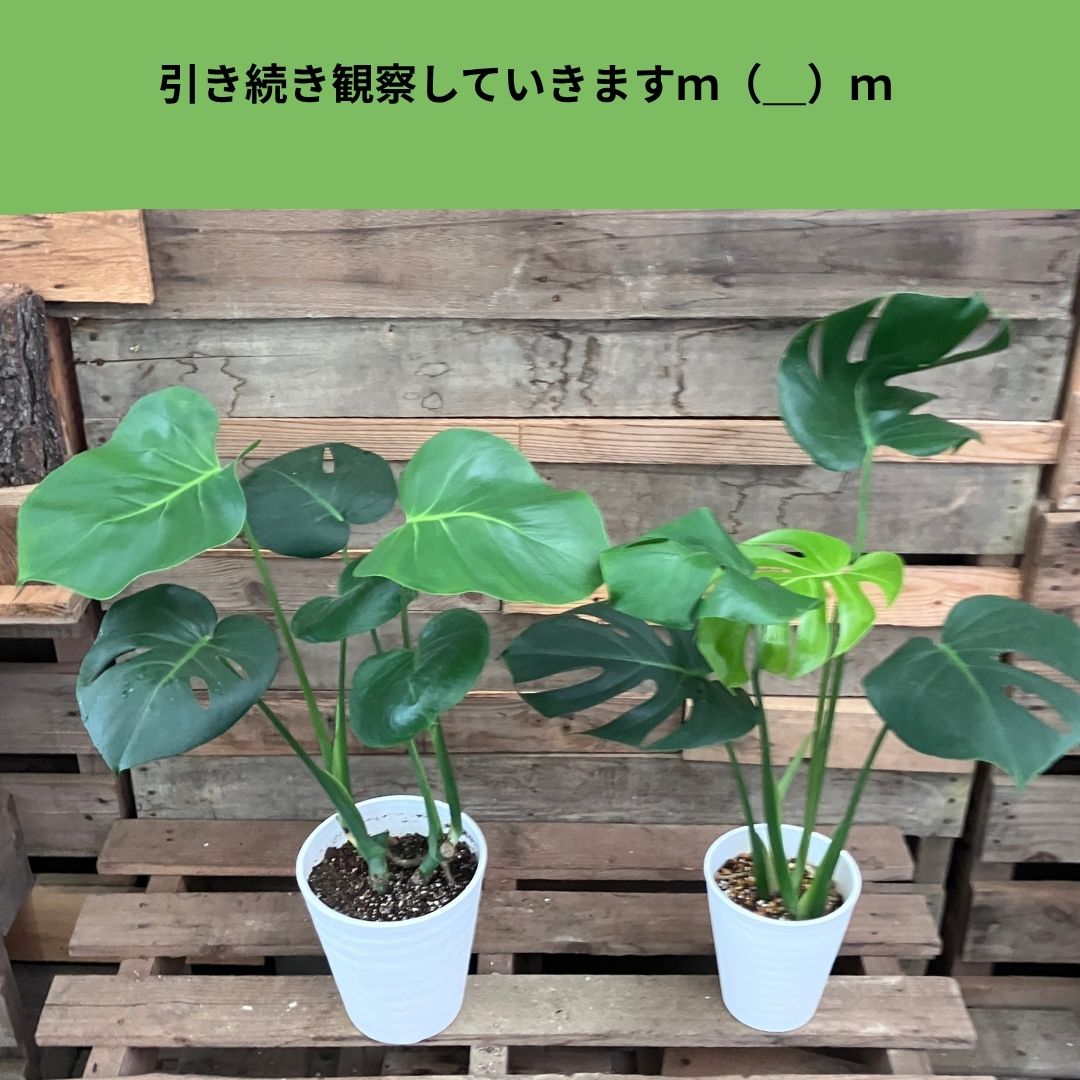 鉢植えのモンステラ（左）と水挿しから鉢上げしたモンステラ（右）を並べた写真。左は丸葉、右は切れ込みのある葉が茂っている