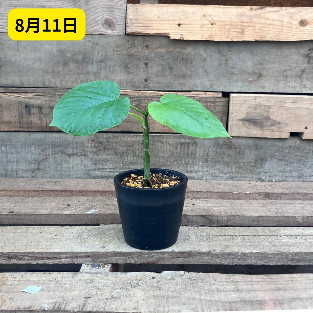 8月11日撮影。黒いポットのウンベラータ挿し穂の全体像。植え替えから約3週間で新しい葉が展開し、小さいながらも立派なウンベラータの株になっている