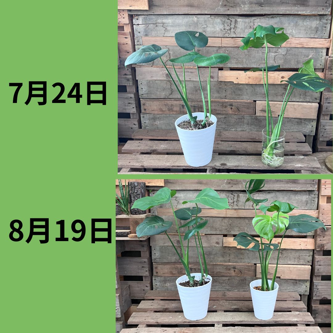 7月24日と8月19日のモンステラを比較した写真。左の鉢植え株と右の水挿しから鉢上げした株が、どちらも約1か月でしっかり成長している