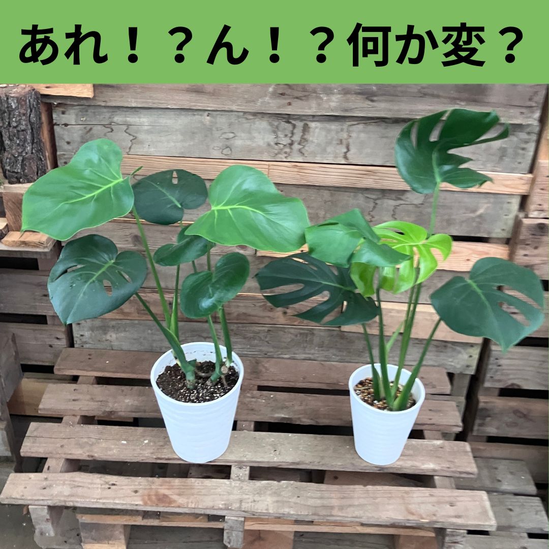 2つの鉢に植わったモンステラを並べた写真。左の株は葉に切れ込みがなく、右の株の新芽には切れ込みが入っている