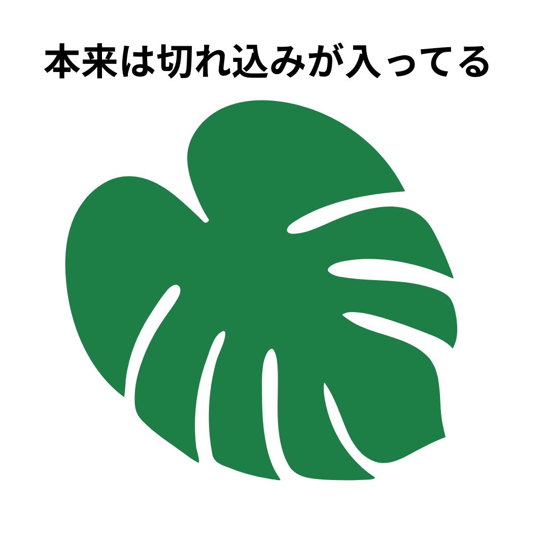 モンステラの葉のイラスト。本来は葉に深い切れ込みが入ることを示す図解
