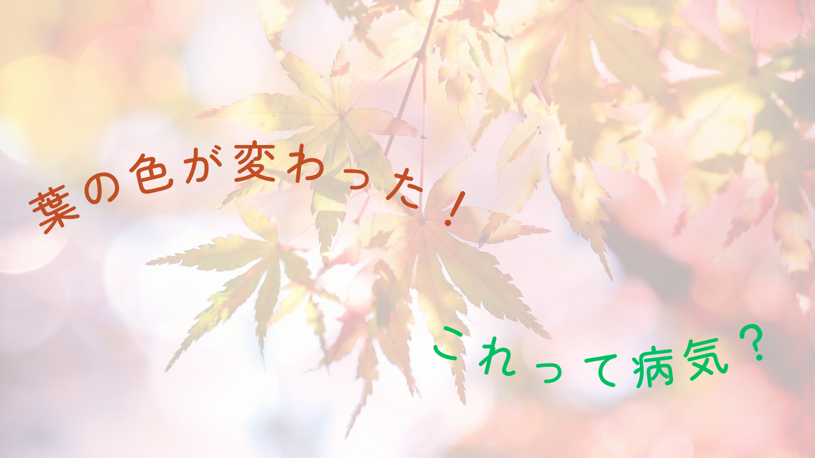 葉の色が変わった！これって病気？