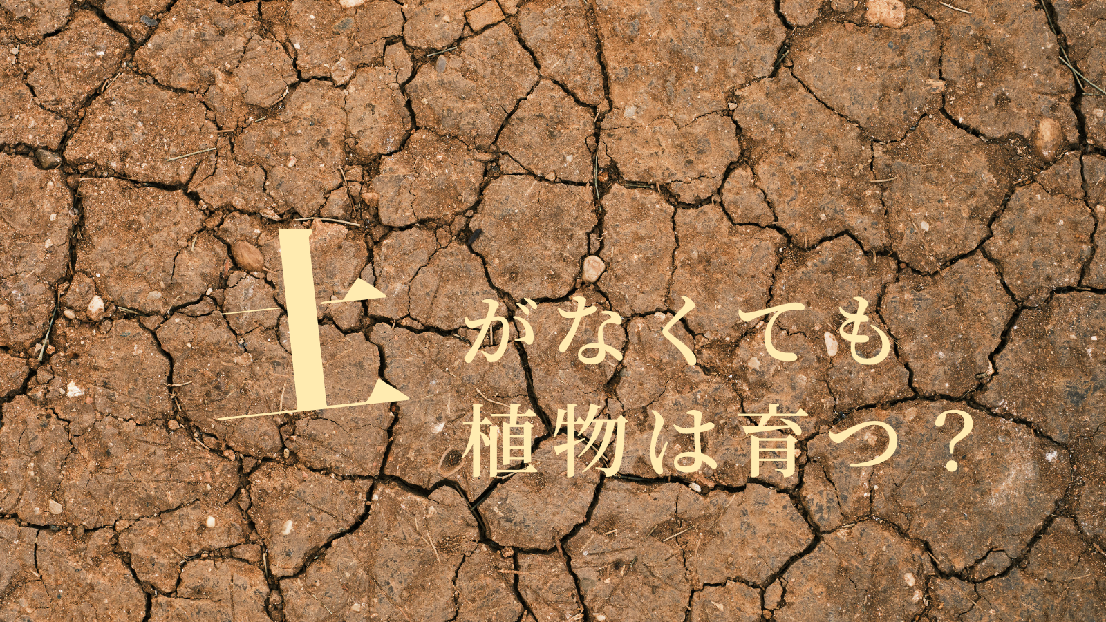 土がなくても植物は育つ