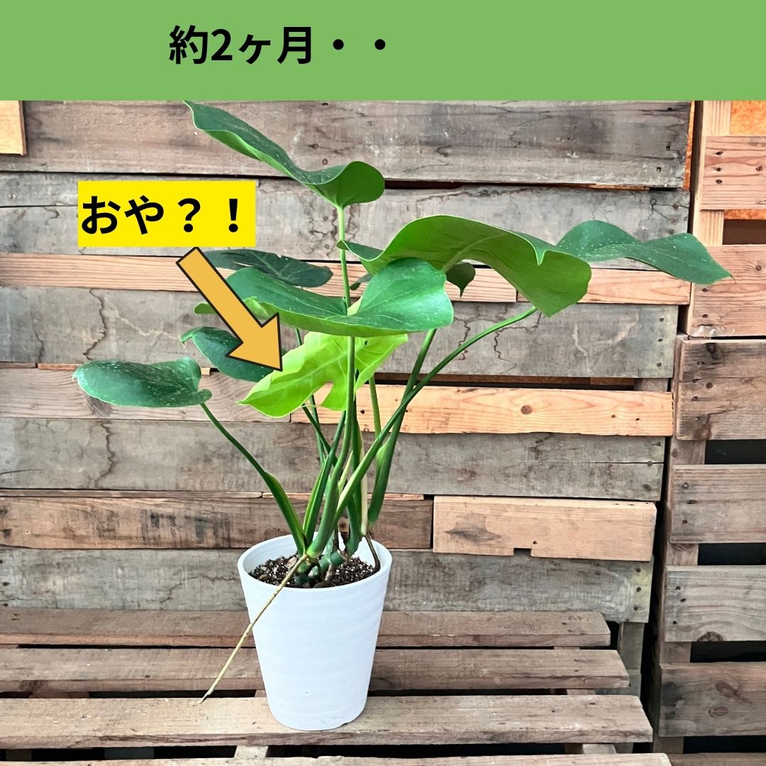 約2か月後のモンステラ。丸い葉の中に1枚だけ明るい黄緑色の切れ込みのある新しい葉が出ており、矢印で示されている
