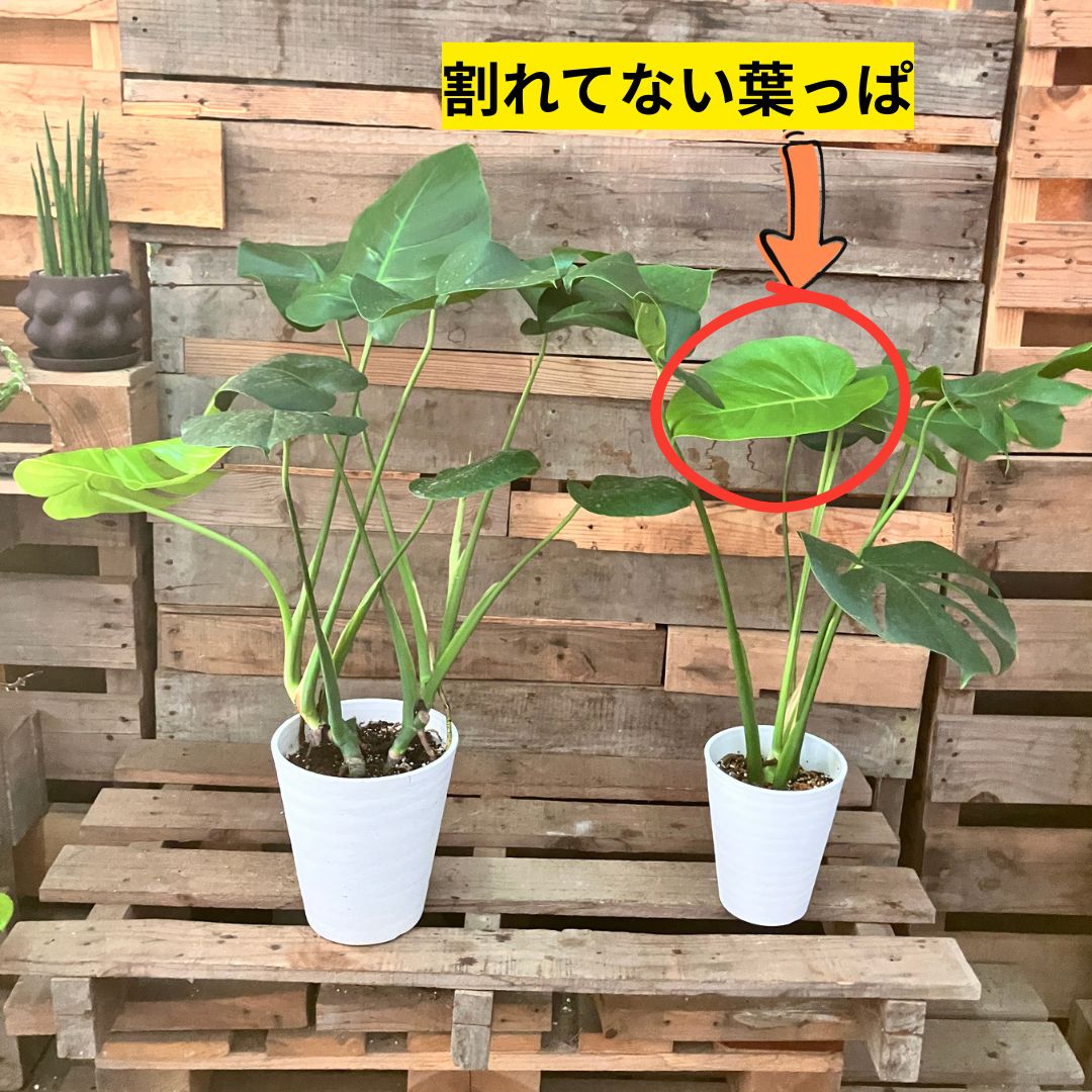 2つの鉢のモンステラ。右の株の中ほどに出た、切れ込みのない丸い葉が赤丸で示されている