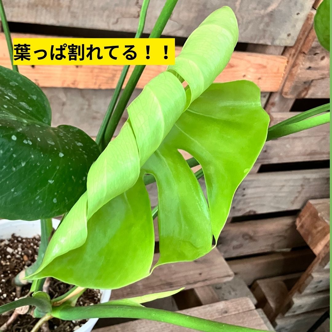 くるくると巻いた状態で展開中の明るい黄緑色の新葉。巻いたままでも切れ込みが入っているのが分かる