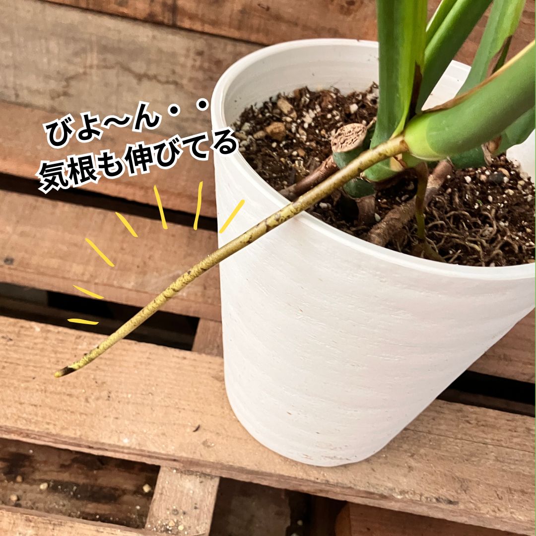 鉢の縁から外へ長く伸びたモンステラの気根。細長い茶黄色の根が空中に伸びている