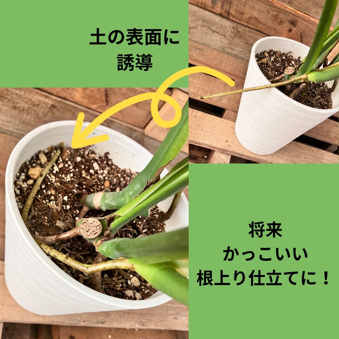空中に伸びたモンステラの気根を鉢の土の表面に沿わせて誘導している様子。将来の根上り仕立てを目指す