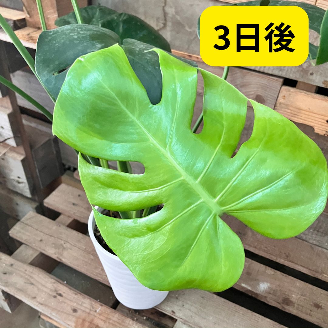 3日後、くるくる状態から完全に開いた切れ込みのある新葉。鮮やかな黄緑色でつやがある