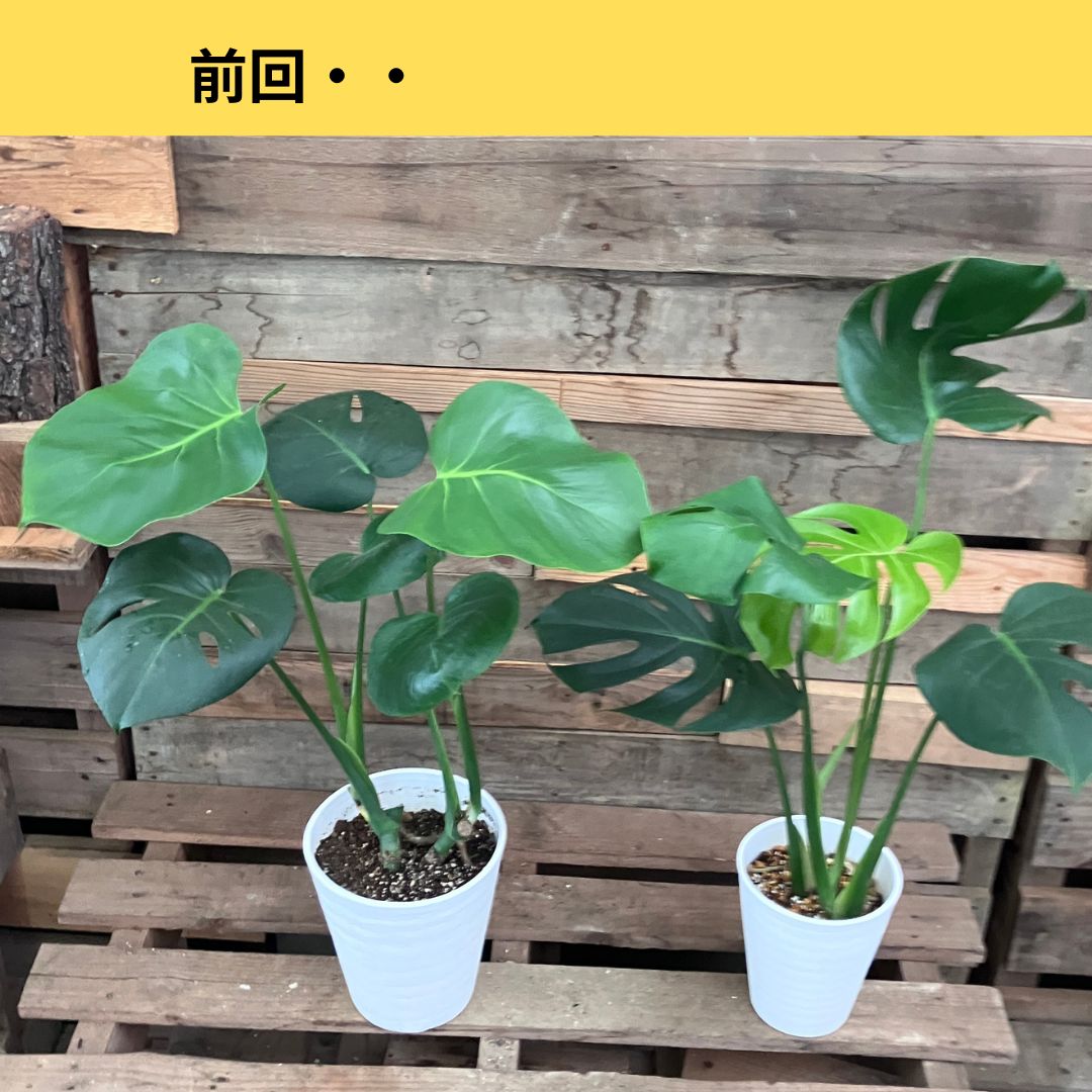 前回の様子。左の鉢は丸い葉が中心、右の鉢は切れ込みのある成熟葉が茂っているモンステラ2株の比較写真