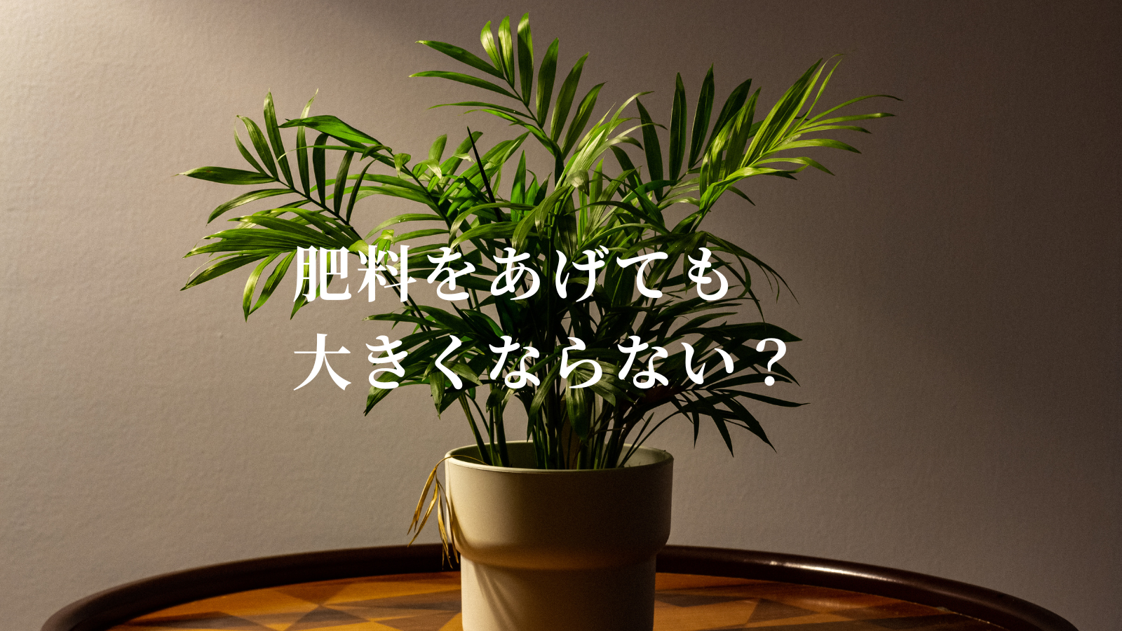 肥料をあげても大きくならない？